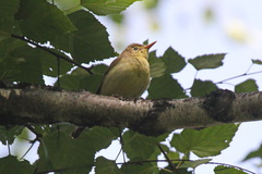 Hippolais icterina