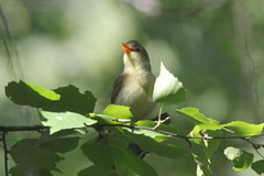 Hippolais icterina