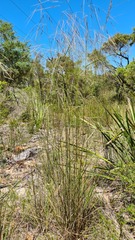 Austrostipa rudis