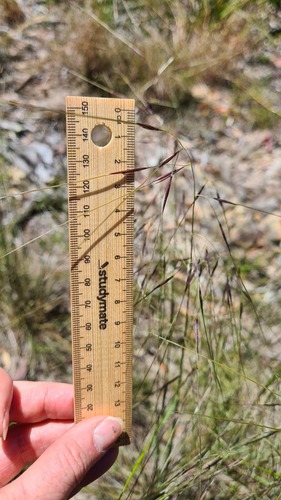 Austrostipa rudis, photograph 1
