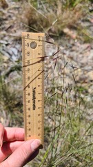 Austrostipa rudis