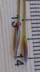 Austrostipa rudis