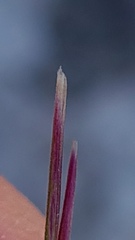 Austrostipa rudis
