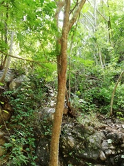 Cnidoscolus megacanthus