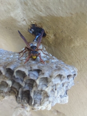 Polistes humilis