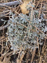 Lupinus albifrons collinus