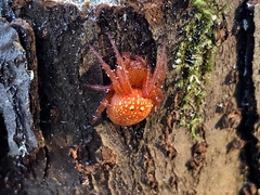 Araneus alsine