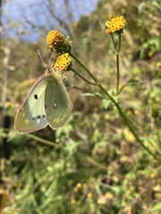 Colias poliographus