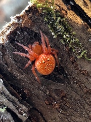Araneus alsine