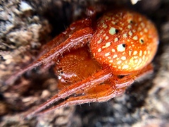 Araneus alsine