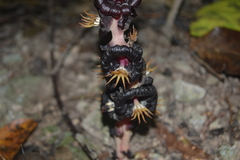 Bdallophytum americanum