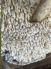 Basidioradulum radula