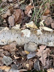 Basidioradulum radula