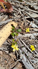 Goodenia hederacea
