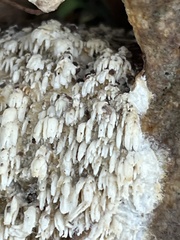 Basidioradulum radula