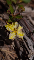 Goodenia hederacea