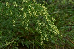 Acacia howittii