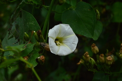 Ipomoea corymbosa