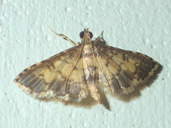 Nacoleia