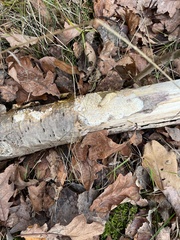 Basidioradulum radula