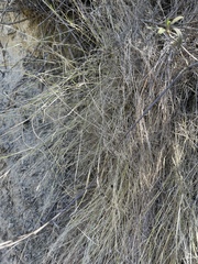 Melica imperfecta