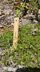 Platysace ericoides