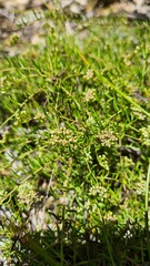 Platysace ericoides