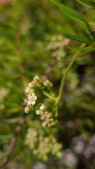 Platysace ericoides