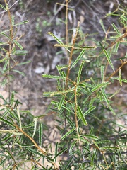 Phebalium bullatum