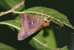 Hasora badra