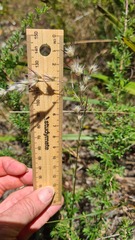 Rytidosperma tenuius