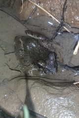 Limnonectes macrodon