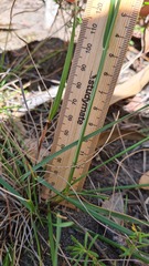 Rytidosperma tenuius