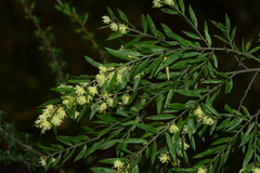 Acacia howittii