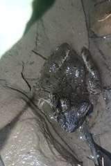 Limnonectes macrodon