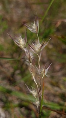 Rytidosperma tenuius