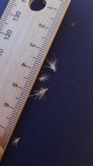 Rytidosperma tenuius