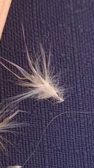 Rytidosperma tenuius