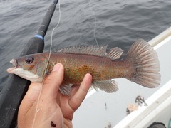 Tautogolabrus adspersus