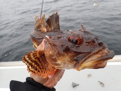 Myoxocephalus octodecemspinosus