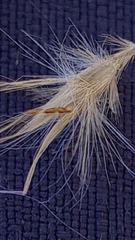Rytidosperma tenuius