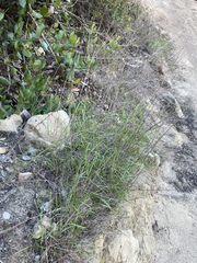 Melica imperfecta