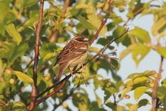 Emberiza aureola