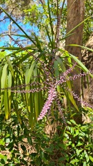Cordyline stricta