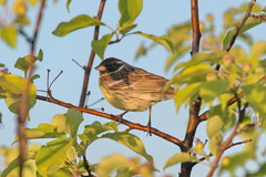 Emberiza aureola