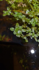 Callitriche stagnalis