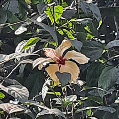 Hibiscus rosa-sinensis
