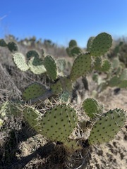 Opuntia oricola