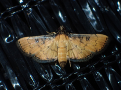 Nacoleia
