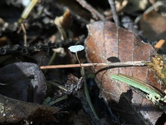 Rhizomarasmius setosus